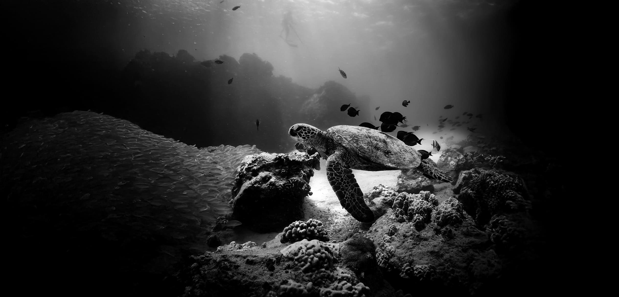 El Ojo | Cabecera | Cuento de Libreta